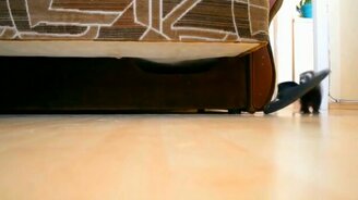 Хозяйственный домашний хорёк - смотреть видео (1:50)