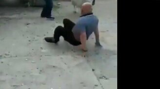 Попытка оседлать барана - смотреть видео (0:19)