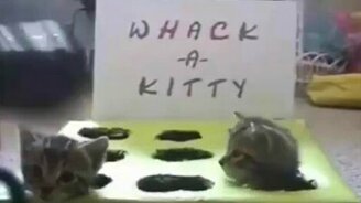 Котята в ячейках - смотреть видео (1:33)