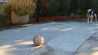 Собака - сама исполнительность - смотреть видео (2:07)