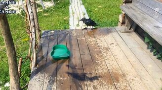 Мокрый ворон, мокрый ворон... - смотреть видео (1:23)