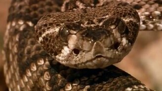 Земляная кукушка против змеи - смотреть видео (1:02)