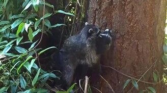 Енотиха учит малыша взбираться на ствол - смотреть видео (1:27)