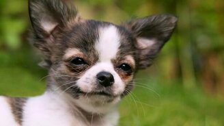 Трогательные собачьи взгляды - смотреть видео (3:07)