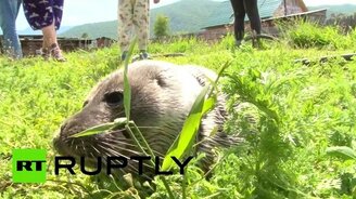 Вернули нерпу в озеро - смотреть видео (1:02)