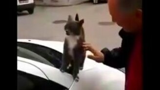 Кошка-неженка на машине - смотреть видео (0:41)