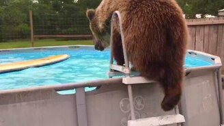 Мишка отдыхает в бассейне - смотреть видео (0:55)