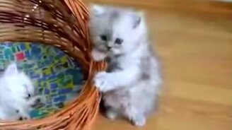 Смешные и миленькие котятки - смотреть видео (2:06)