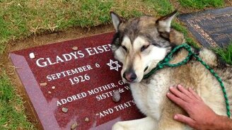 Чувствительный волк - смотреть видео (0:10)