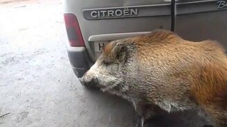 Кабан автослесарей - смотреть видео (5:00)