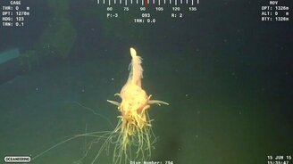 Необычное существо на огромной глубине - смотреть видео (3:20)