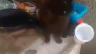 Две кошки и один стаканчик - смотреть видео (0:14)