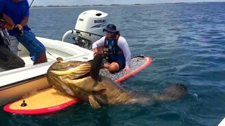 Ловля 180-килограммового окуня - смотреть видео (1:27)