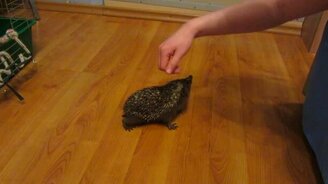 Когда ёжик не доволен - смотреть видео (1:08)