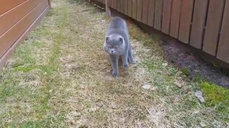 Кот недоволен хозяйкой - смотреть видео (1:59)