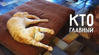 Кто главный в доме, где живёт кот? - смотреть видео (1:07)