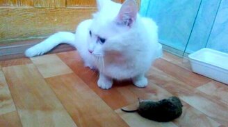 Кошка-добытчица - смотреть видео (0:38)