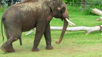 Неприличный слоновий почёс - смотреть видео (0:21)