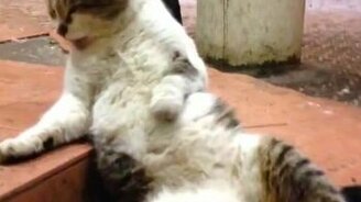 Кот наел живот - смотреть видео (1:25)