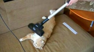 Гладим кота пылесосом - смотреть видео (0:48)
