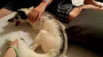 Домашний лис против мяча - смотреть видео (2:08)