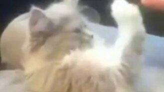 Ладушки-ладушки с котёнком - смотреть видео (0:51)