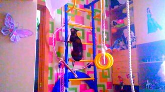 Как кошка попадает на высокий шкаф - смотреть видео (0:55)