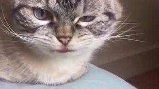 Чудная кошачья морда - смотреть видео (0:15)