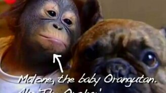 Обезьяна и бульдог - смотреть видео (1:02)