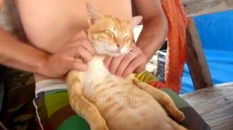 До слёз радости смешные кошки - смотреть видео (5:19)