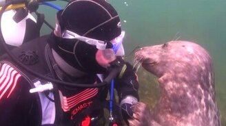 Милый подводный пёсик - смотреть видео (2:42)