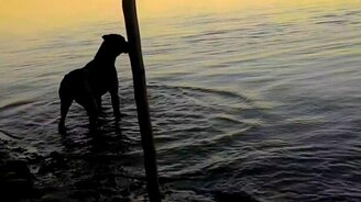 Собака первый раз на речке - смотреть видео (0:35)