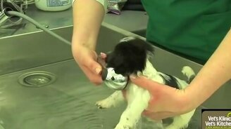 Купаем щенят - смотреть видео (0:54)