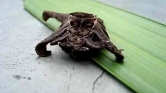 Что это за чудо? - смотреть видео (0:50)