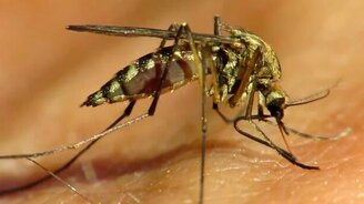 Как комар пьёт кровь - смотреть видео (2:34)