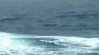 Могучий горбатый кит - смотреть видео (0:20)