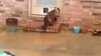 Кот, который не ищет лёгких путей - смотреть видео (0:41)