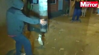 Полицейские гоняются за пингвином - смотреть видео (0:57)