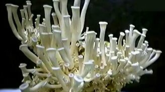 Грибы растут на глазах - смотреть видео (1:03)