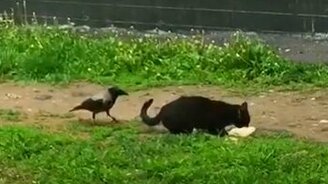 Дай пожрать, кошка! - смотреть видео (1:34)