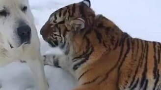 Тигр играет с собакой - смотреть видео (0:37)