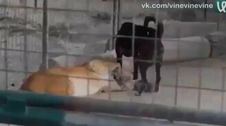 Собака-укротительница - смотреть видео (0:45)