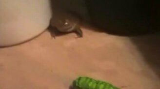 Напугали лягушку гусеницей - смотреть видео (0:13)