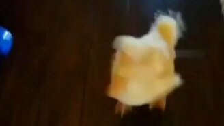 Утка-топотунья - смотреть видео (0:21)