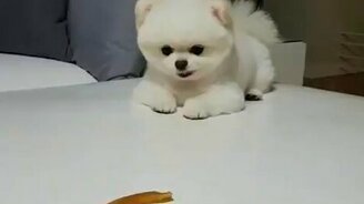 Миленький щенок и лакомство - смотреть видео (0:41)