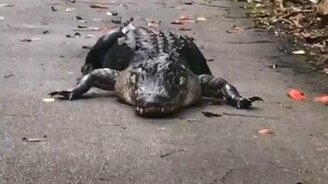 Крокодил устал - смотреть видео (0:34)