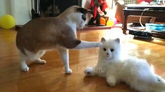 Весёлости про котов и кошек - смотреть видео (5:20)