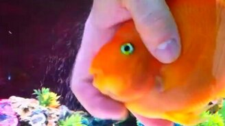 Массаж для рыбки - смотреть видео (2:35)