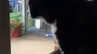 Хозяин, ты кого привёл? - смотреть видео (0:29)