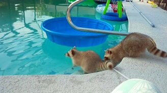 Вылезай из этого мерзкого бассейна! - смотреть видео (1:21)